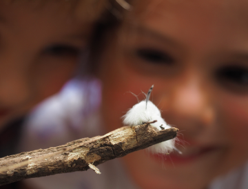 Bilde Insekts- jakt - 1