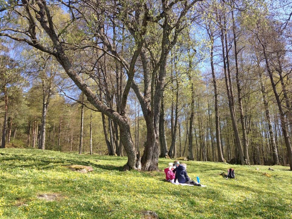 Bilde Piknik i Hellaskogen - 1