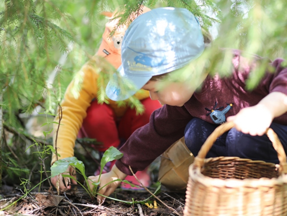 Bilde Plukking i naturen - 1