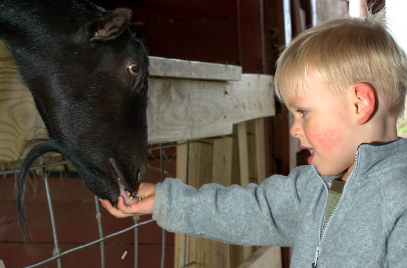 Bilde Den lille dyreparken- Stall Verdens ende - 1