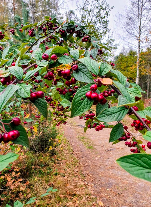 Image Høsttur: Grevestien- Kjellelia- Holmen Natursenter- Slottsfjellet og Eikskogen - 1