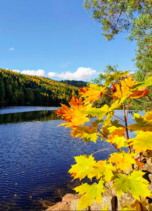 Bilde Trollsvann i Andebu - 1