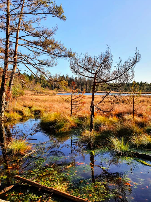 Picture Adalstjernet natturreservat- Bakkenteigen  - 1