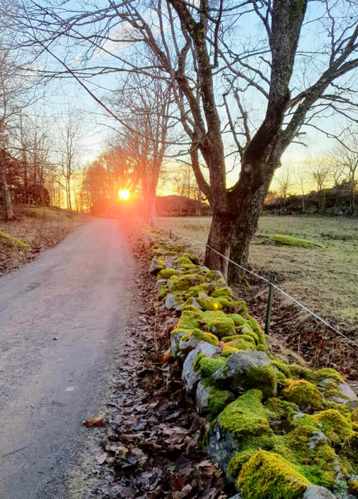 Bilde Tur til Brekkevika - 1